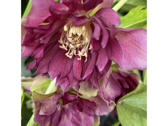 Helleborus hybr. 'Quintessa Ruby' - čemeřice