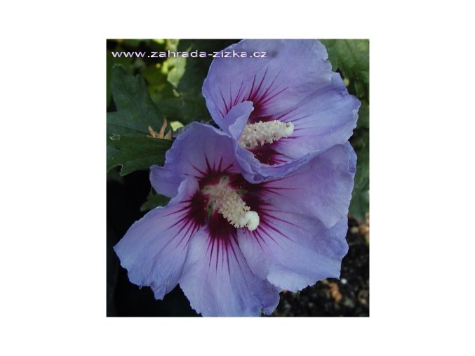 Hibiscus syriacus 'Oiseau Blue' kmínek - ibišek venkovní/syrský
