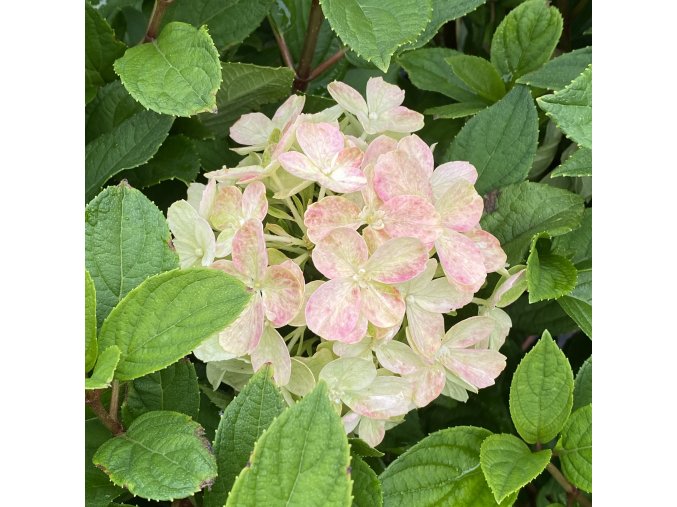 Hydrangea paniculata 'Little Lime Punch' - hortenzie latnatá