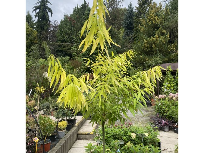 Salix sachalinensis 'Golden Sunshine' kmínek - vrba sachalinská