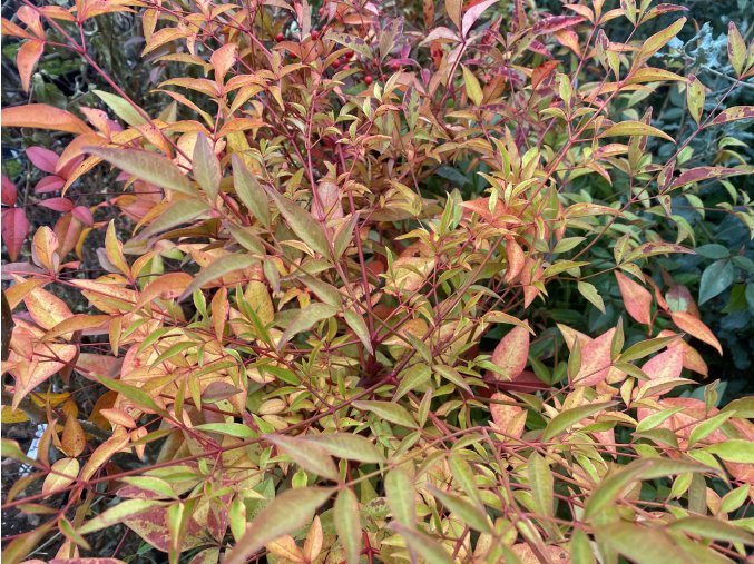 Nandina domestica- nandina