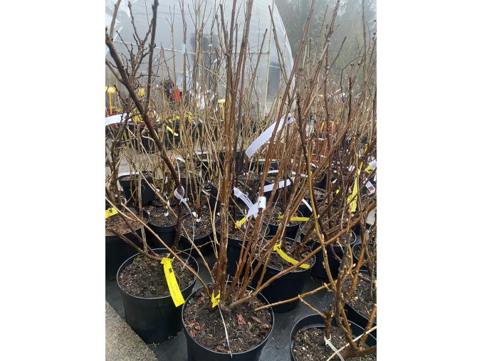 Ribes rubrum JUNIFER - rybíz červený