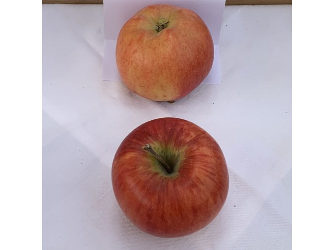 Malus domestica 'Lipno' - jabloň zimní