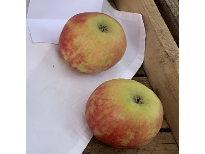Malus domestica 'Malus domestica 'Karneval' - jabloň zimní