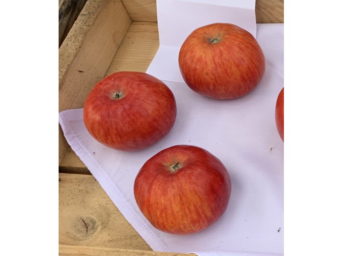 Malus domestica 'Red Topaz' - jabloň ZIMNÍ