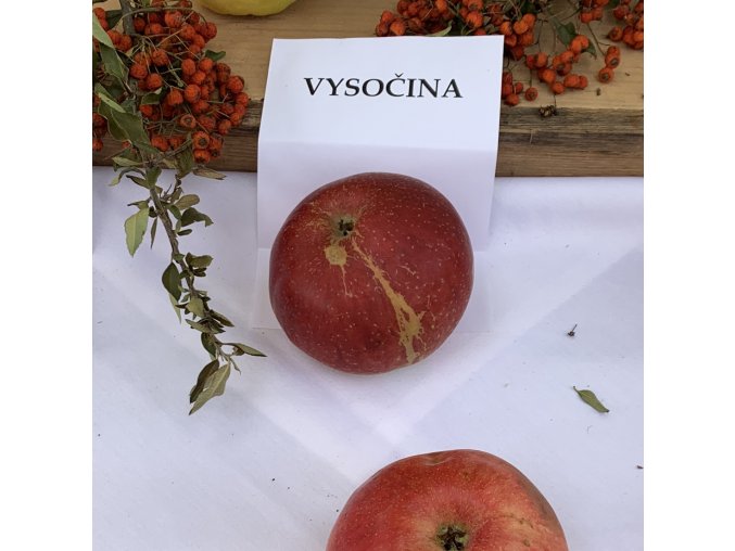 Malus domestica 'Vysočina' - jabloň PODZIMNÍ