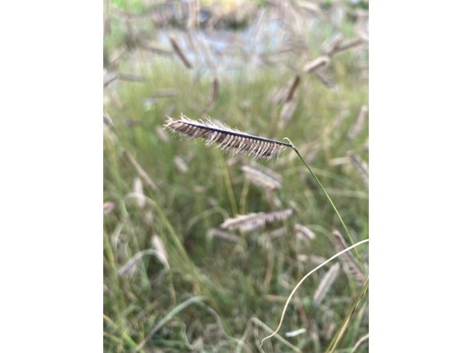 Bouteloua gracilis 'Bad River' - moskytovka něžná