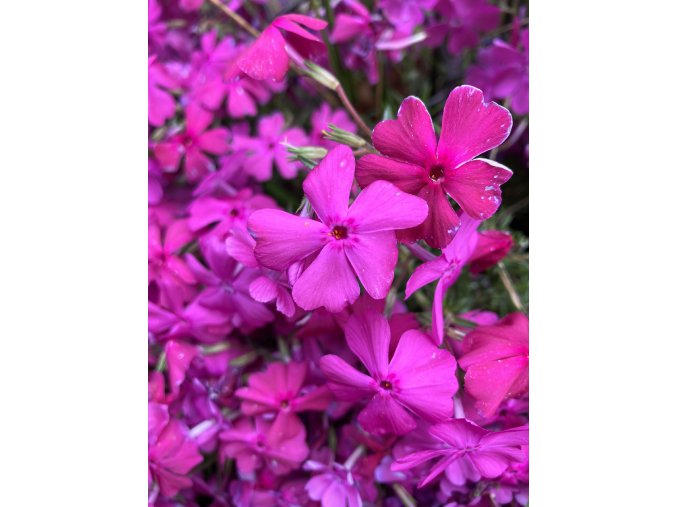 Phlox subulata 'Mc Daniel's Cushion' - plamenka šídlovitá