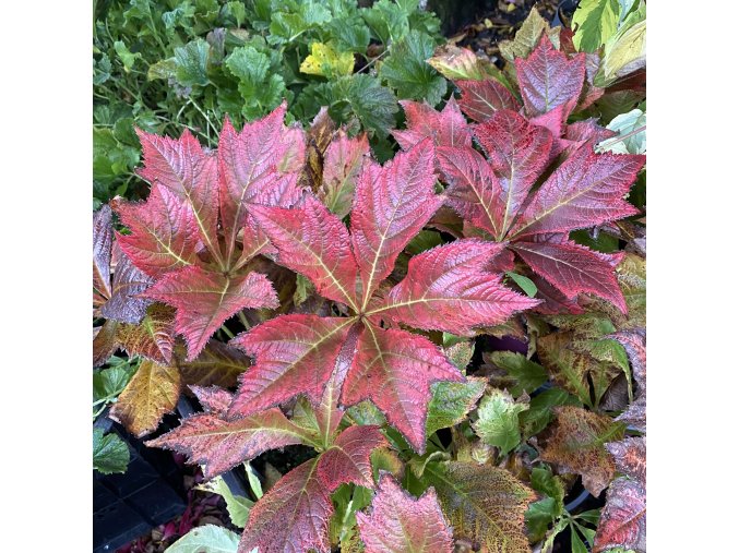 Rodgersia podophylla 'Braunlaub' - rodgersie