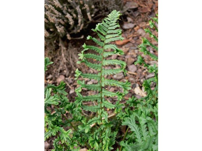 Dryopteris affinis 'Cristata the King' - kapraď rezavá