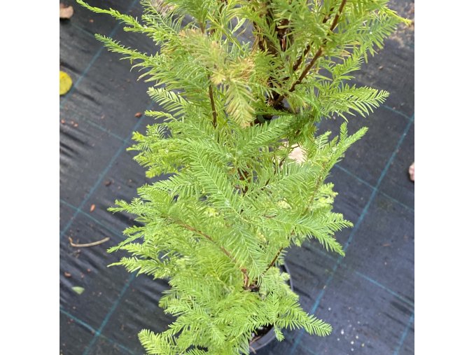 Taxodium distichum 'Lindsey’s Skyward' - tisovec dvouřadý