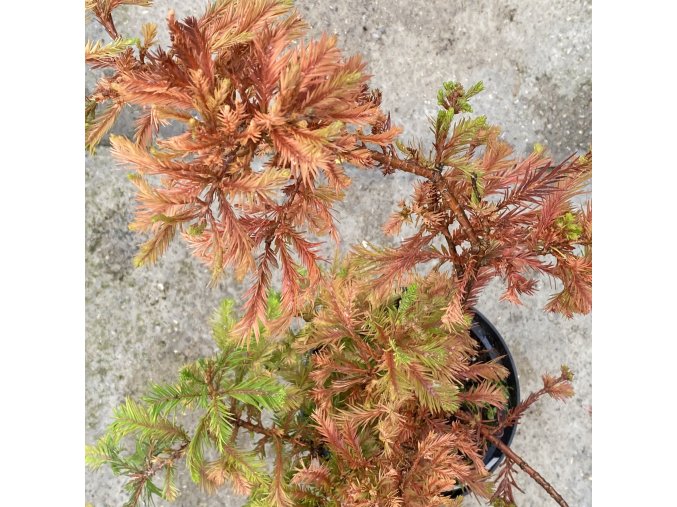 Taxodium distichum 'Wooster Broom' - tisovec dvouřadý