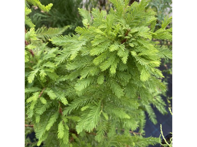 Taxodium distichum 'Jim´s Little Guy' - tisovec dvouřadý