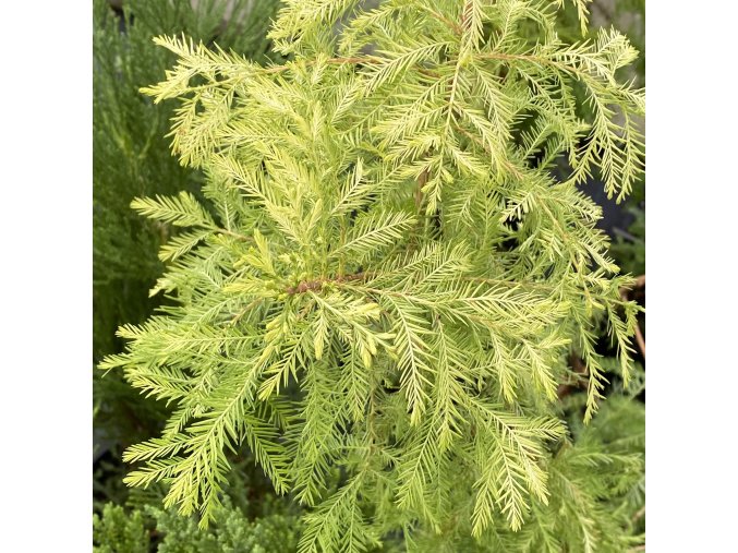 Taxodium distichum 'Peve Yellow' - tisovec dvouřadý