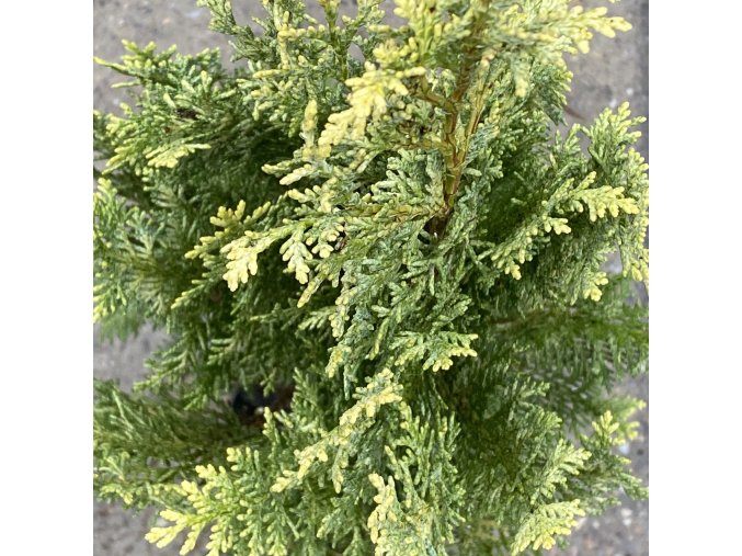 Chamaecyparis lawsoniana 'Hohenmoor' - cypříšek lawsonův