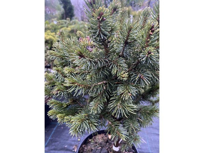 Picea obovata 'Mini Almaty' - smrk sibiřský