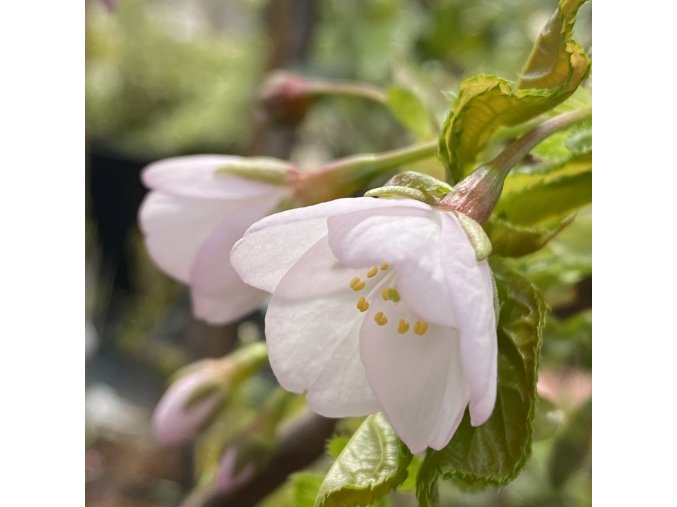 Prunus sargentii 'Fastigiata' - třešeň Sargentova