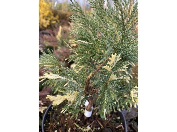 Juniperus sabina 'Szöke Tisza' - jaloc chvojka