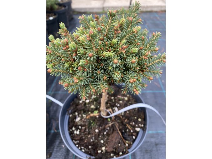 Picea abies 'Giralds Monstrosa Broom' - smrk ztepilý