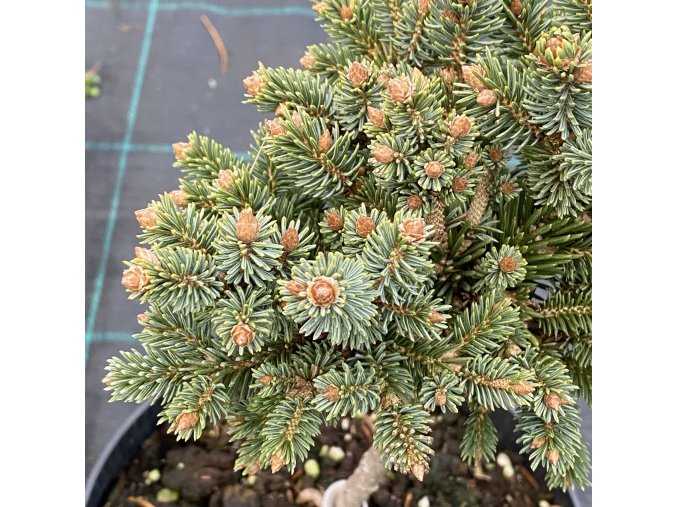Picea abies 'Holata WB' - smrk ztepilý