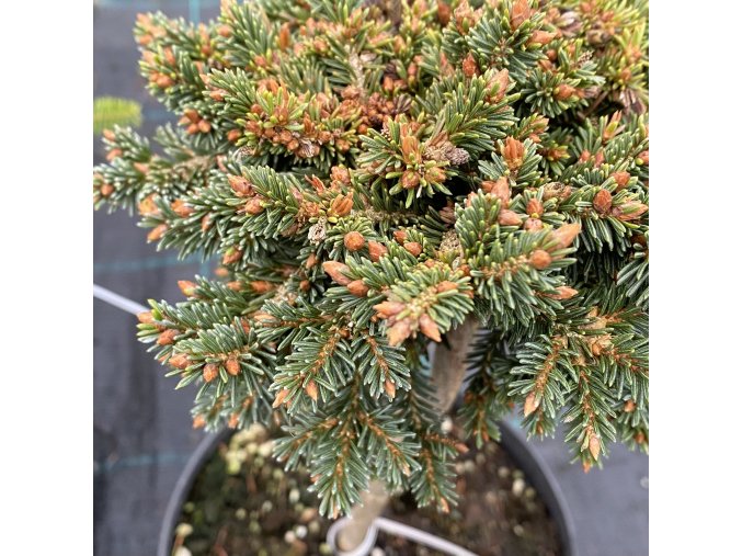 Picea abies 'Slanice WB' - smrk ztepilý
