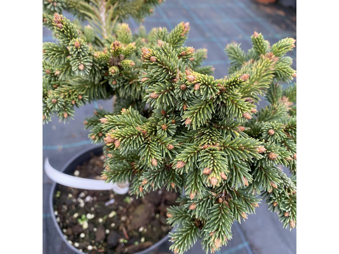 Picea abies 'Medusa' - smrk ztepilý