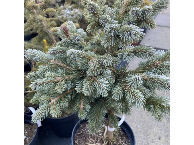 Picea engelmanii 'Cenigea' - smrk engelmanův