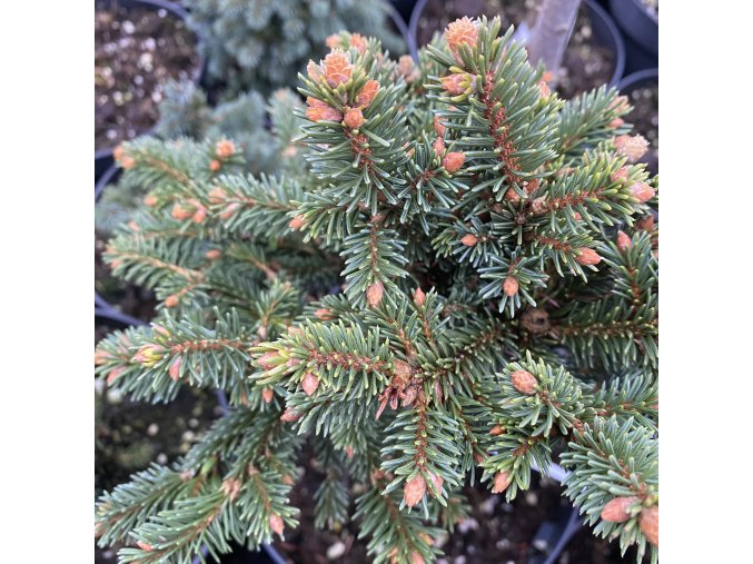 Picea abies 'Chmelpol WB' - smrk ztepilý