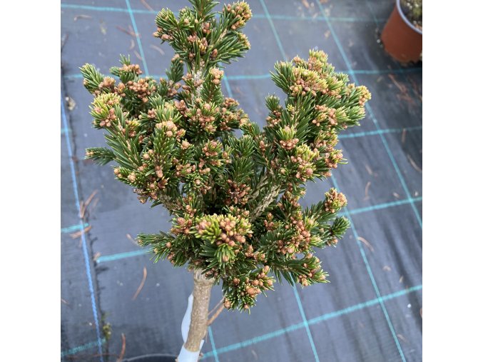 Picea abies 'Geecays Gem' - smrk ztepilý