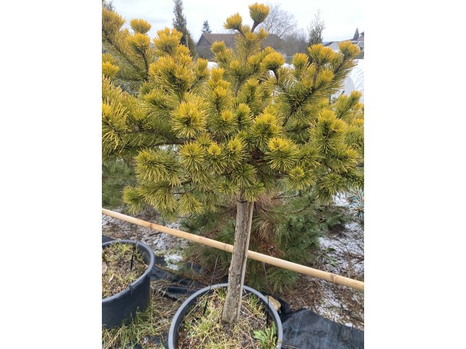 Pinus mugo 'Laarheide' kmínek - borovice kleč