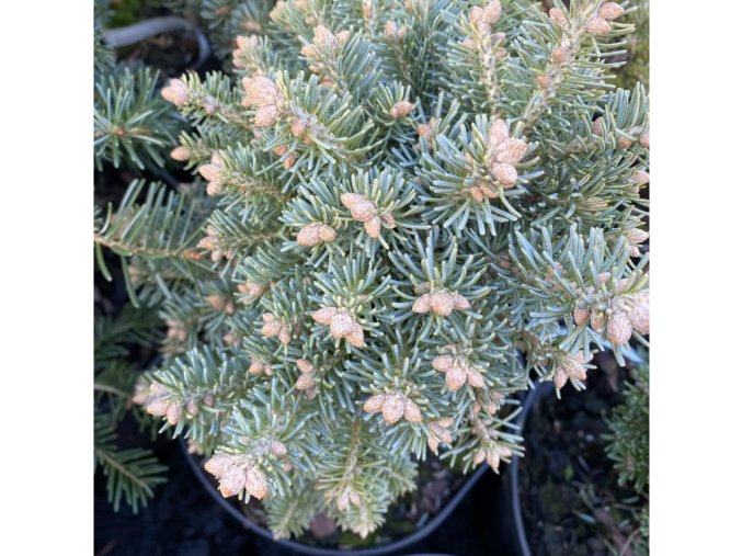Abies lasiocarpa 'Alpin Beauty' kmínek - jedle plstnatoplodá