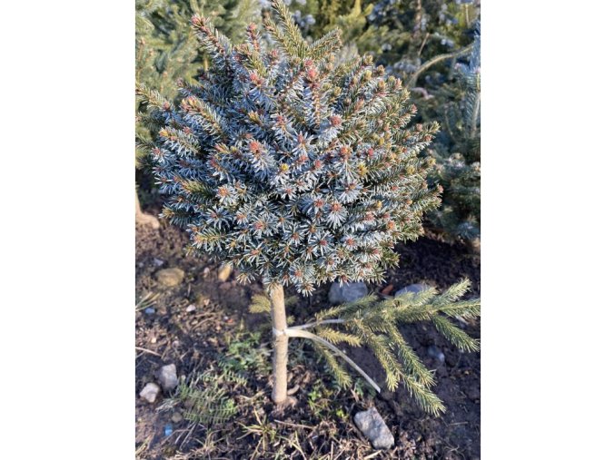 Picea omorika 'Parsfeld' kmínek - smrk Pančičův