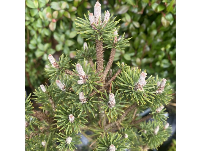 Pinus mugo 'Minima Kalouš' kmínek - borovice kleč