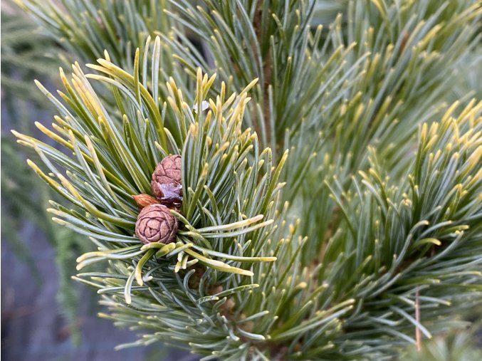 Pinus parviflora 'Dr. Landis' - borovice drobnokvětá