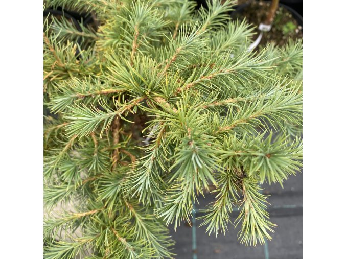 Larix kaempferii 'Madurodam' - modřín japonský