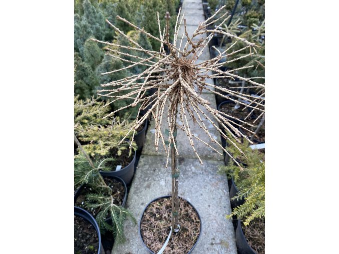 Larix decidua 'Surma Dwarf' - modřín opadavý