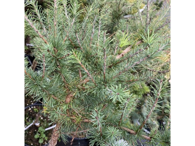 Larix laricina 'Deborah Waxman' kmínek - modřín americký