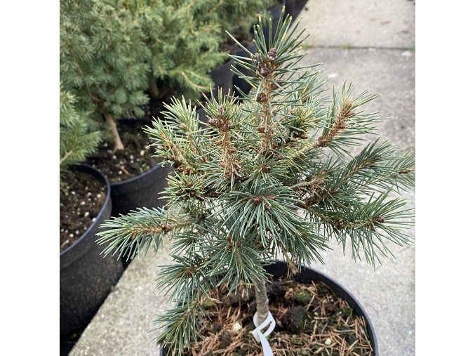 Picea smithiana 'Hymalayan Hexe' - smrk indický
