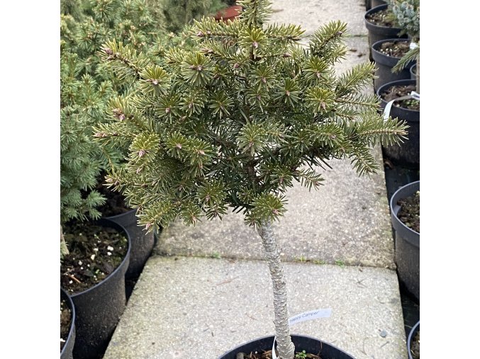 Pseudotsuga menziesii 'Happy Camper' kmínek- douglaska tisolistá