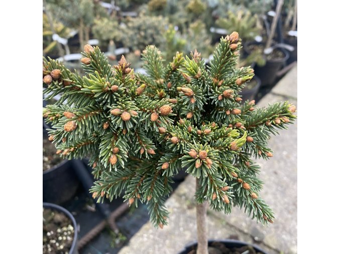 Picea abies 'Chmelda' kmínek - smrk ztepilý