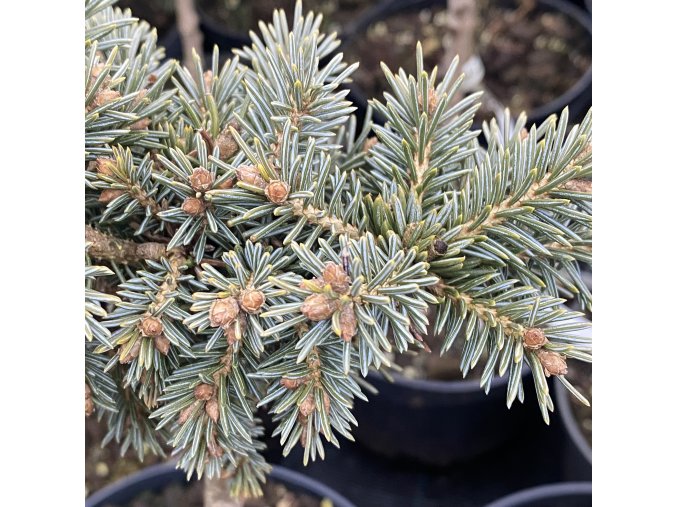 Picea engelmanii 'Jasper Lake' kmínek - smrk Engelmanův