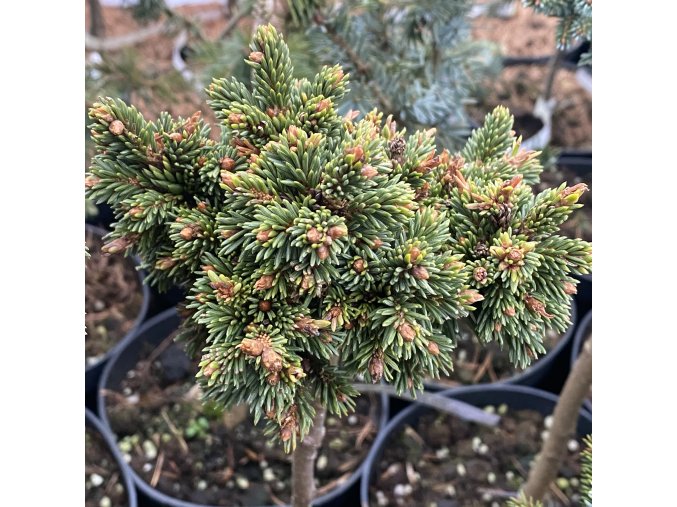 Picea abies 'Kostelec WB' kmínek - smrk ztepilý