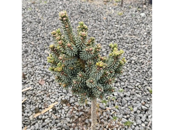 Picea pungens 'Cecilia' kmínek - smrk pichlavý