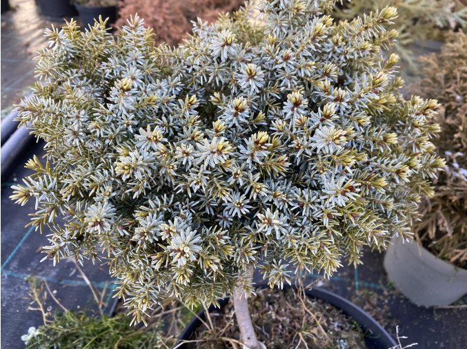 Picea omorika 'Fuchs 6' kmínek - smrk Pančičův