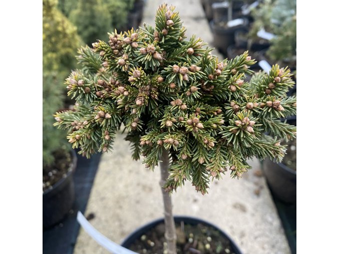 Picea abies 'Spring Fire' kmínek - smrk ztepilý