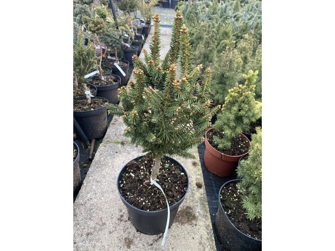 Picea abies 'St. James' - smrk ztepilý