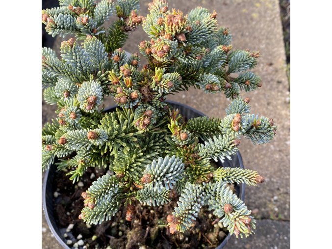 Abies procera 'Henk´s Garden' - jedle stříbrná