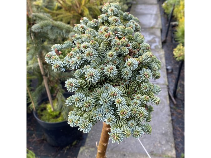 Abies procera 'Seattle' kmínek - jedle stříbrná