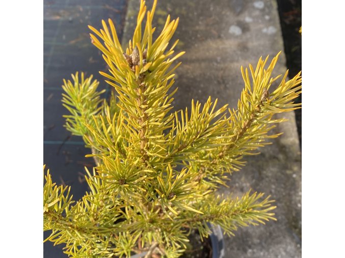 Pinus sylvestris 'Zlatá Bára' - borovice lesní