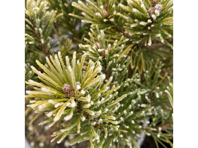 Pinus mugo 'Bimbo' - borovice kleč